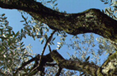 L'albero dell'olio